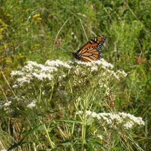 Monarch butterfly on wildflowers