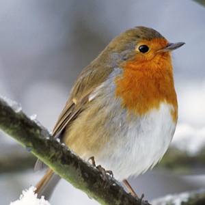Robin bird perched on a branch