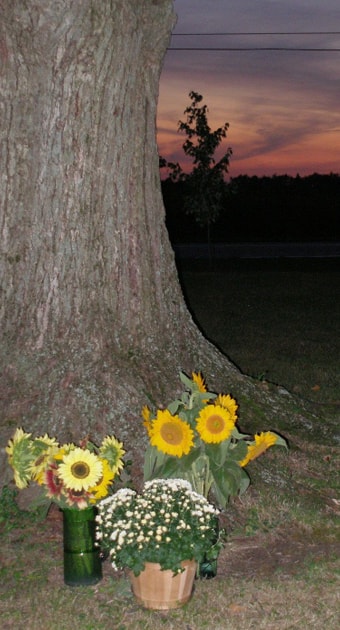 Counseling services at Sunlight Farm